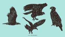 Eagle Detailed Silhouette Set