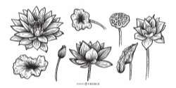 Lotus flowers hand drawn set