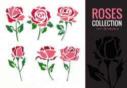 Rose illustration collection