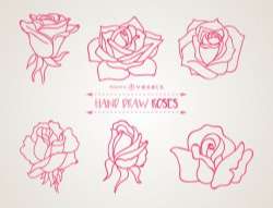 Set of hand drawn roses illustrations