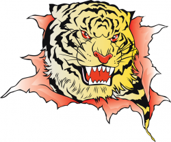 Tiger Image 38 Vector
