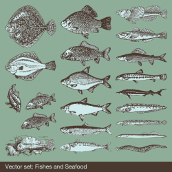 Big Fish Vector