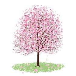 Cherry tree illlustration over white