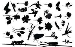 Flowers & Insects