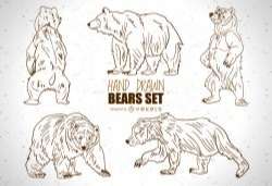 Hand drawn bears set