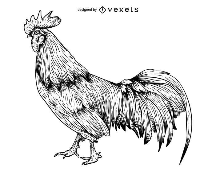 Rooster engraving illustration