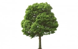 The isolated tree