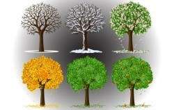 Tree in Seasons View