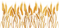 Yellow Wheat 02 Vector