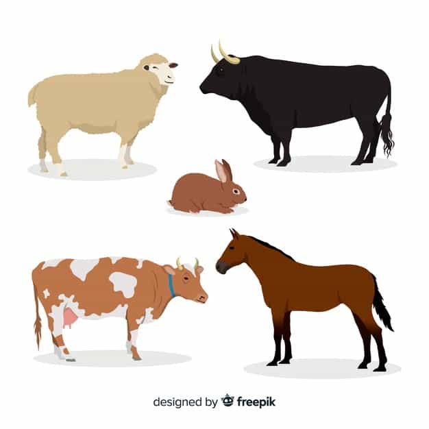 Farm animal collection in flat style