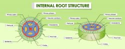 Diagram showing internal root structure