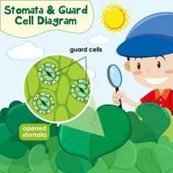 Diagram showing stomata and guard cell