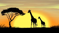 Giraffe in a beautiful nature