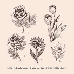 Hand-drawn vintage botany flower collection