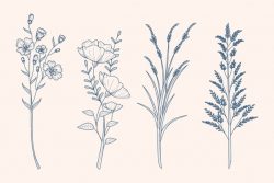Herbs & wild flowers drawing in vintage style