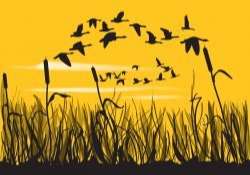 Reeds And Geese Silhouettes