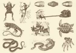 Sepia Reptile Illustrations