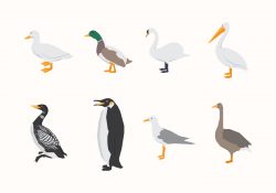 Aquatic Birds