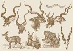 Kudu Drawings