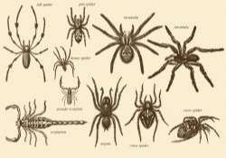 Old Style Drawing Arachnids