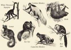 Old Style Drawing Mammals