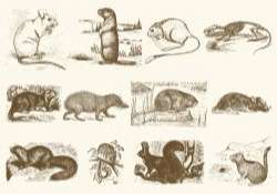 Sepia Rodent Illustrations