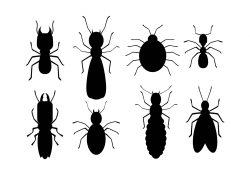 Termite Icons