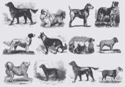 Vintage Gray Dog Illustrations