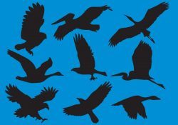 Wildfowl And Big Bird Silhouette Vectors