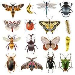 16 exquisite insect design vector materials