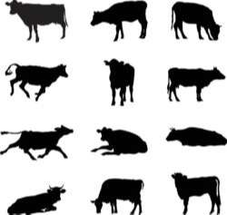 A vector silhouette collection of cows