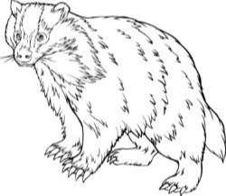 Badger sketch vector
