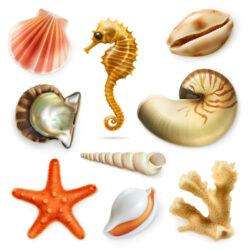 9 beautiful marine biological vector