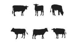 Collection of Cow Silhouette