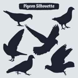 Collection of Pigeon silhouettes in different positions