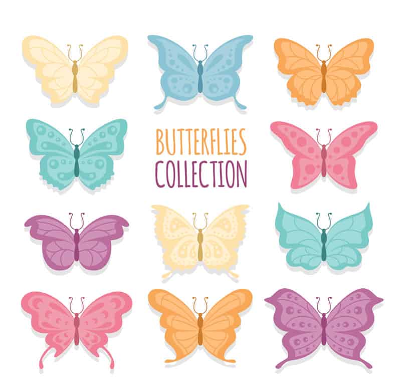 11 color butterfly