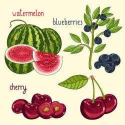 4 color painting fruit design vector