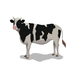 Cow vector