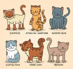 6 creative color pets cat