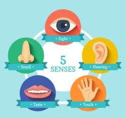 Creative five sensory icon