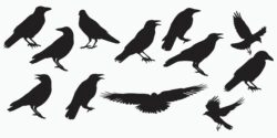 crow vector illustration in black and white color