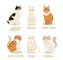6 cute cats design