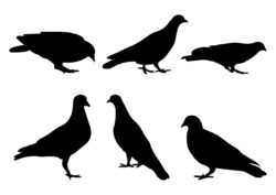 Doves pigeons standing, different pack of bird silhouettes
