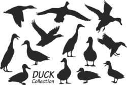 Duck silhouettes collection