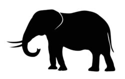 Elephant silhouette