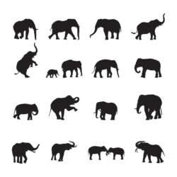 Elephant Silhouettes Vector