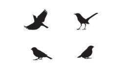 Flying Different Type of Birds silhouette