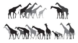 Group of black and grey silhouettes of giraffes