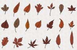 Hand Drawn Autumn Patterns & Leaves