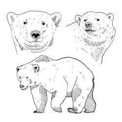 Hand drawn wildlife animal polar bear vector